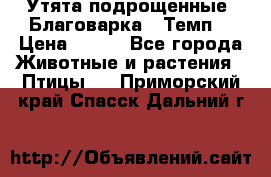 Утята подрощенные “Благоварка“,“Темп“ › Цена ­ 100 - Все города Животные и растения » Птицы   . Приморский край,Спасск-Дальний г.